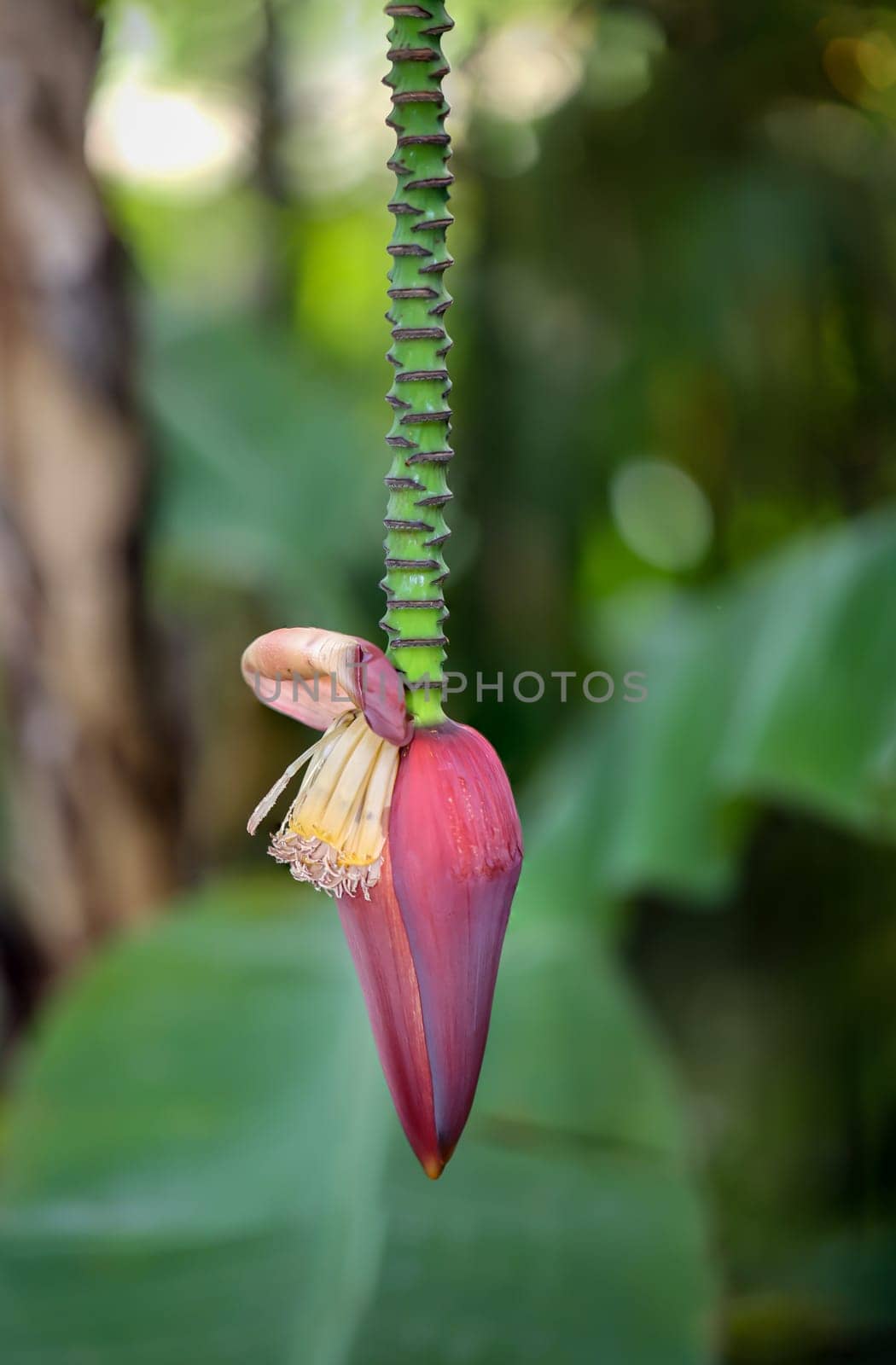 Details of a dwarf banana (Musa acuminata), flowers and fruit set.