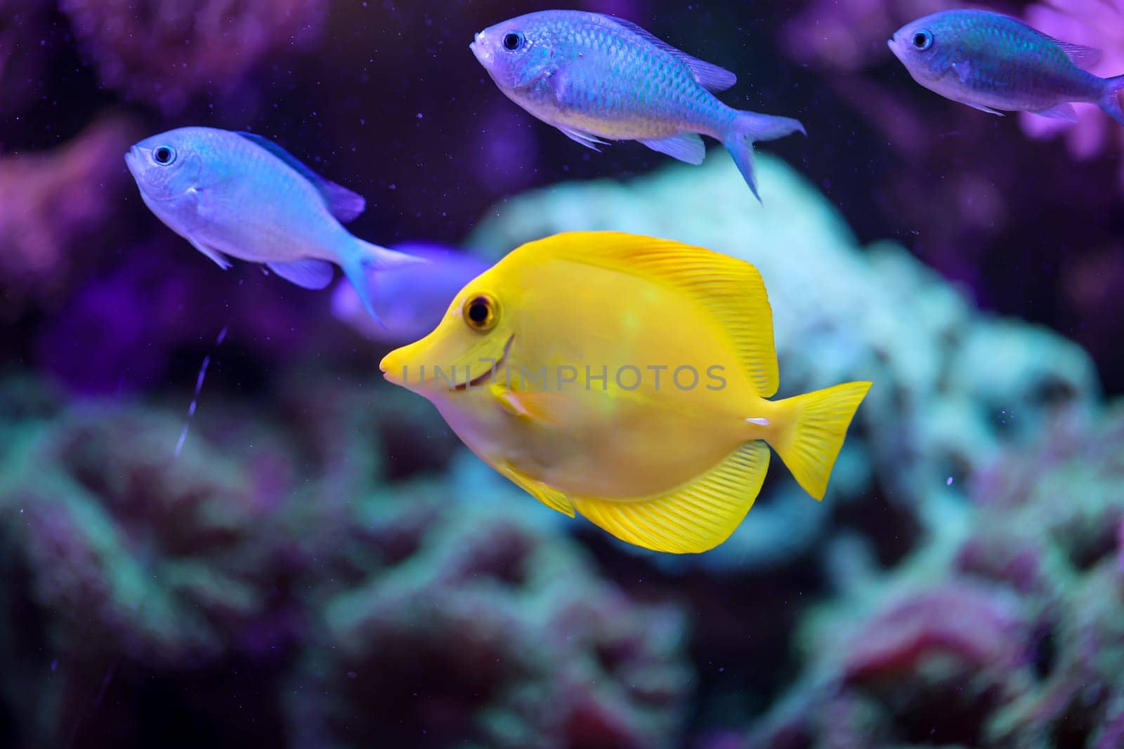 A yellow sailfin doctor, or yellow saildoctor, in an aquarium.