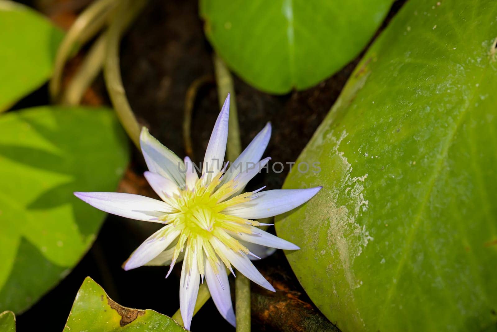 A Blue Egyptian water lily with flower. Mymphaea nouchali var. caerulea.