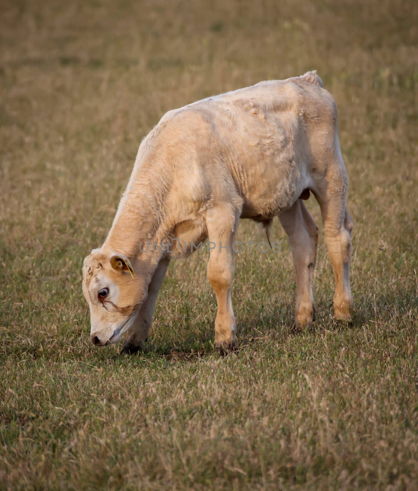 A cow, a calf in a pasture, a meadow.