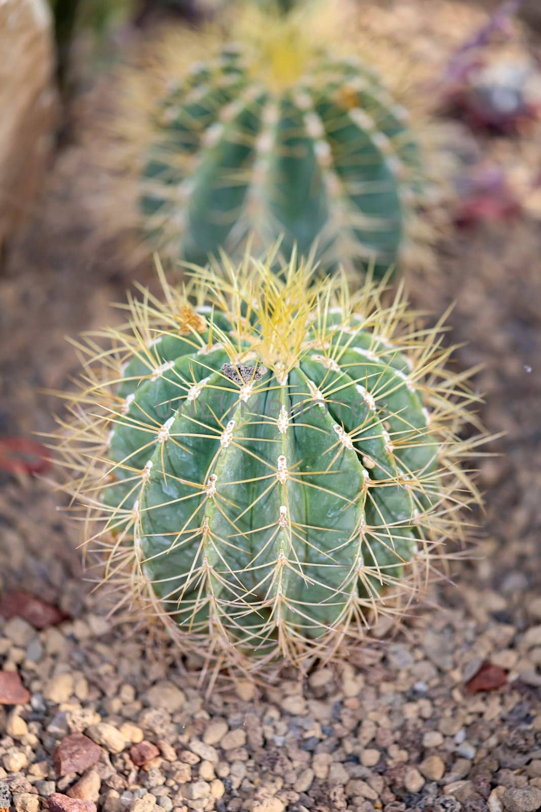 A large round cactus. Sometimes called mother in law chair.