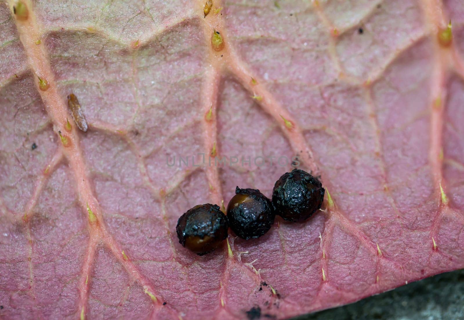 The seed of the giant water lily (Victoria cruziana), as you usually never see. It is harvested in the fall and sown again in the spring. It must not become dry.