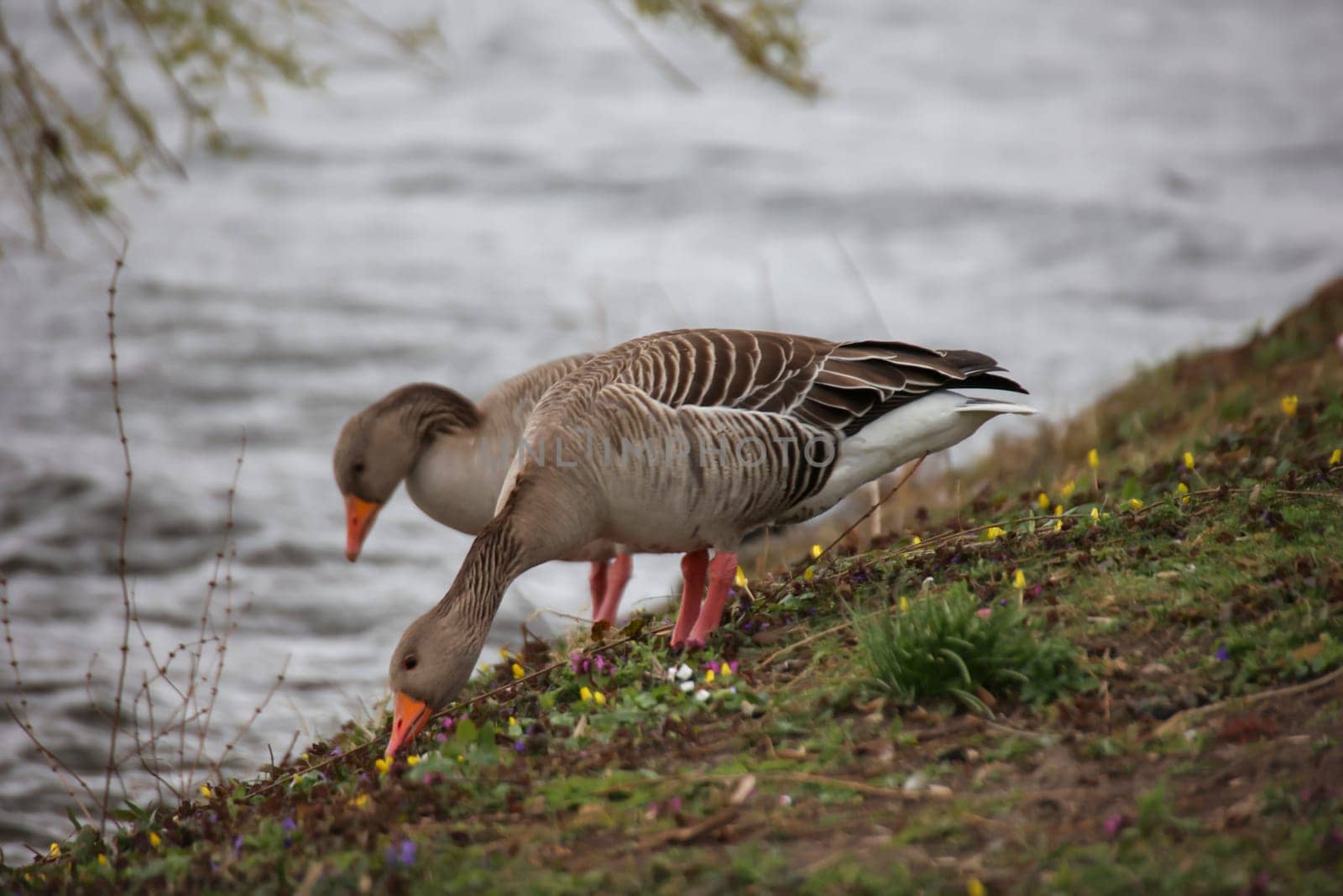 A gray goose at a pond in a village.