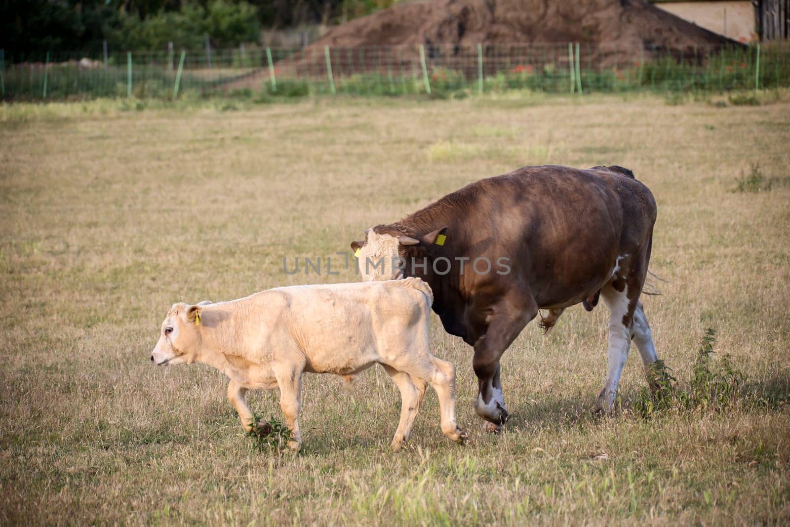 A cow, a calf in a pasture, a meadow.