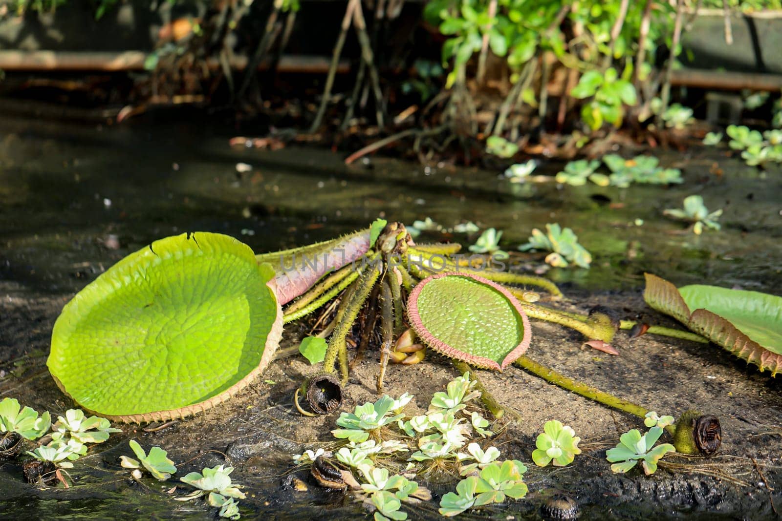 The leaves of the giant water lily (Victoria cruziana) in a pool that has just been drained.
