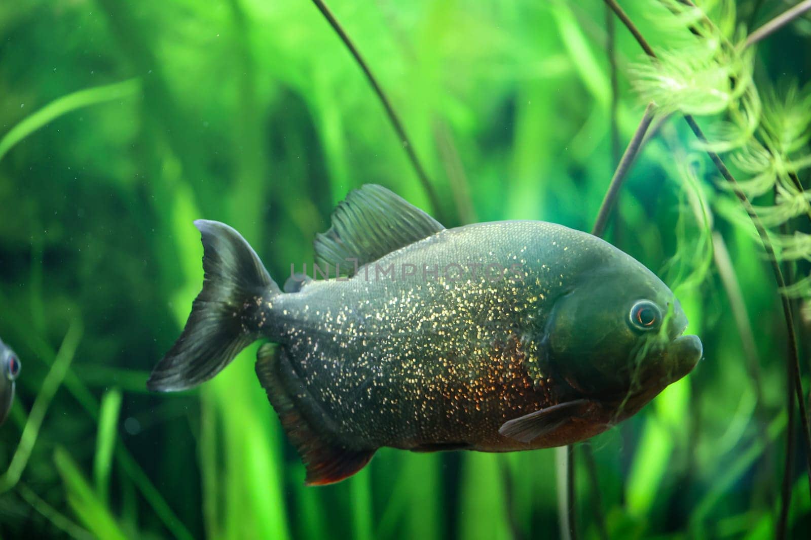 Portrait of a Piraya (Pygocentrus piraya) in an aquarium.