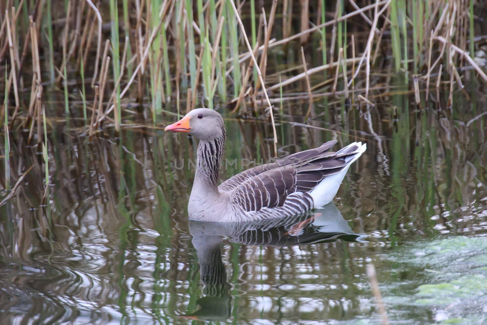 A gray goose at a pond in a village.