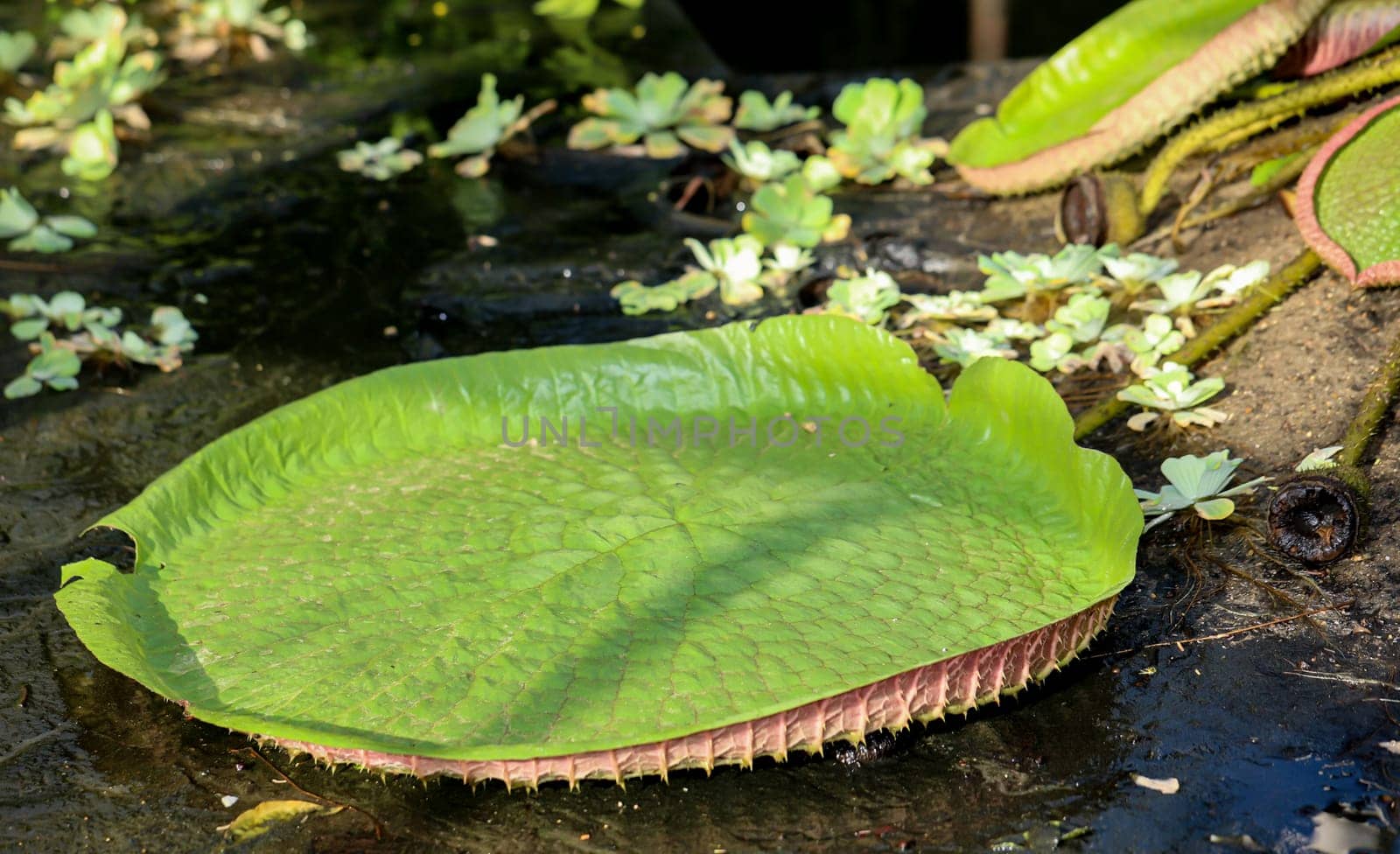 The leaves of the giant water lily (Victoria cruziana) in a pool that has just been drained.