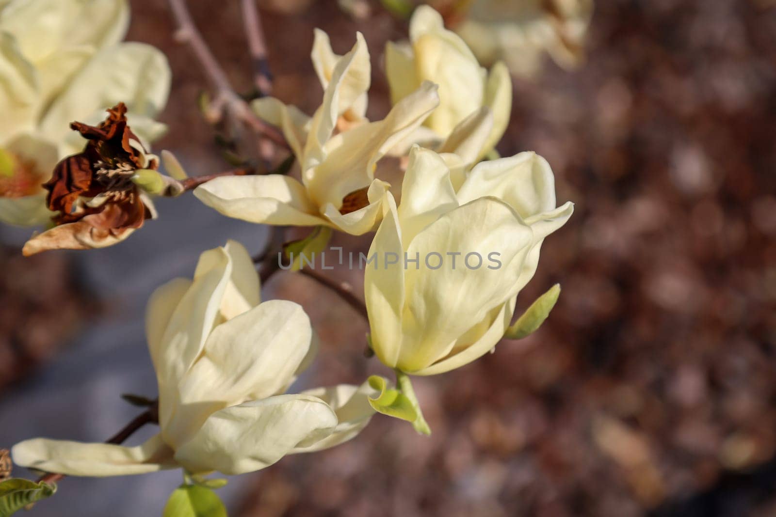 The yellowish flowers of a tulip magnolia in spring.