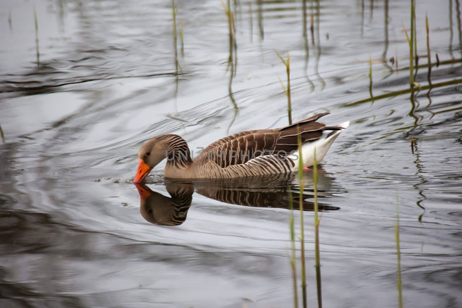 A gray goose at a pond in a village.