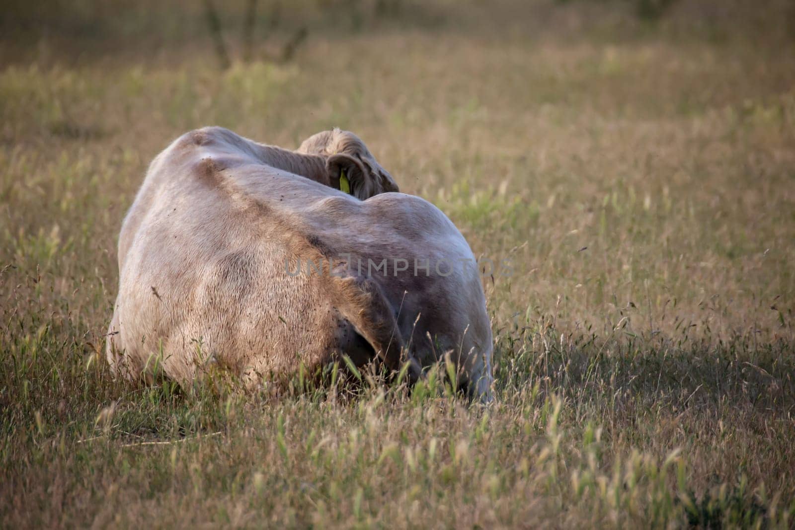 A cow, a calf in a pasture, a meadow.