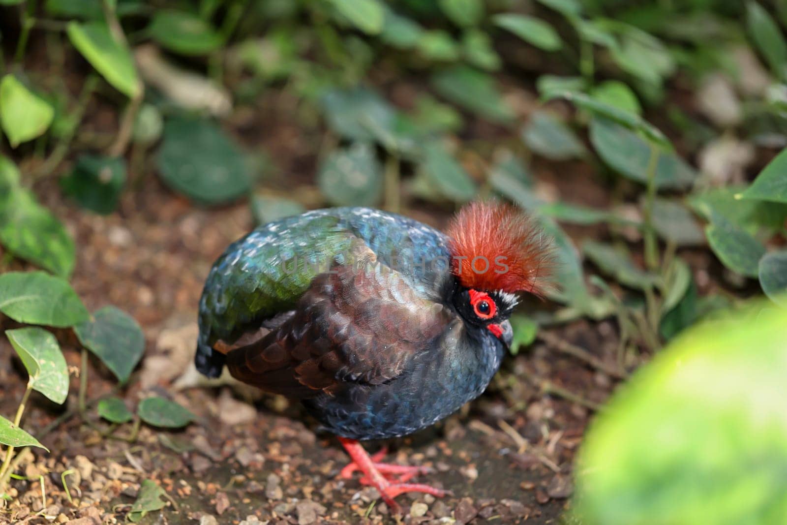 An ostrich quail (Rollulus rouloul) roams the bushes.