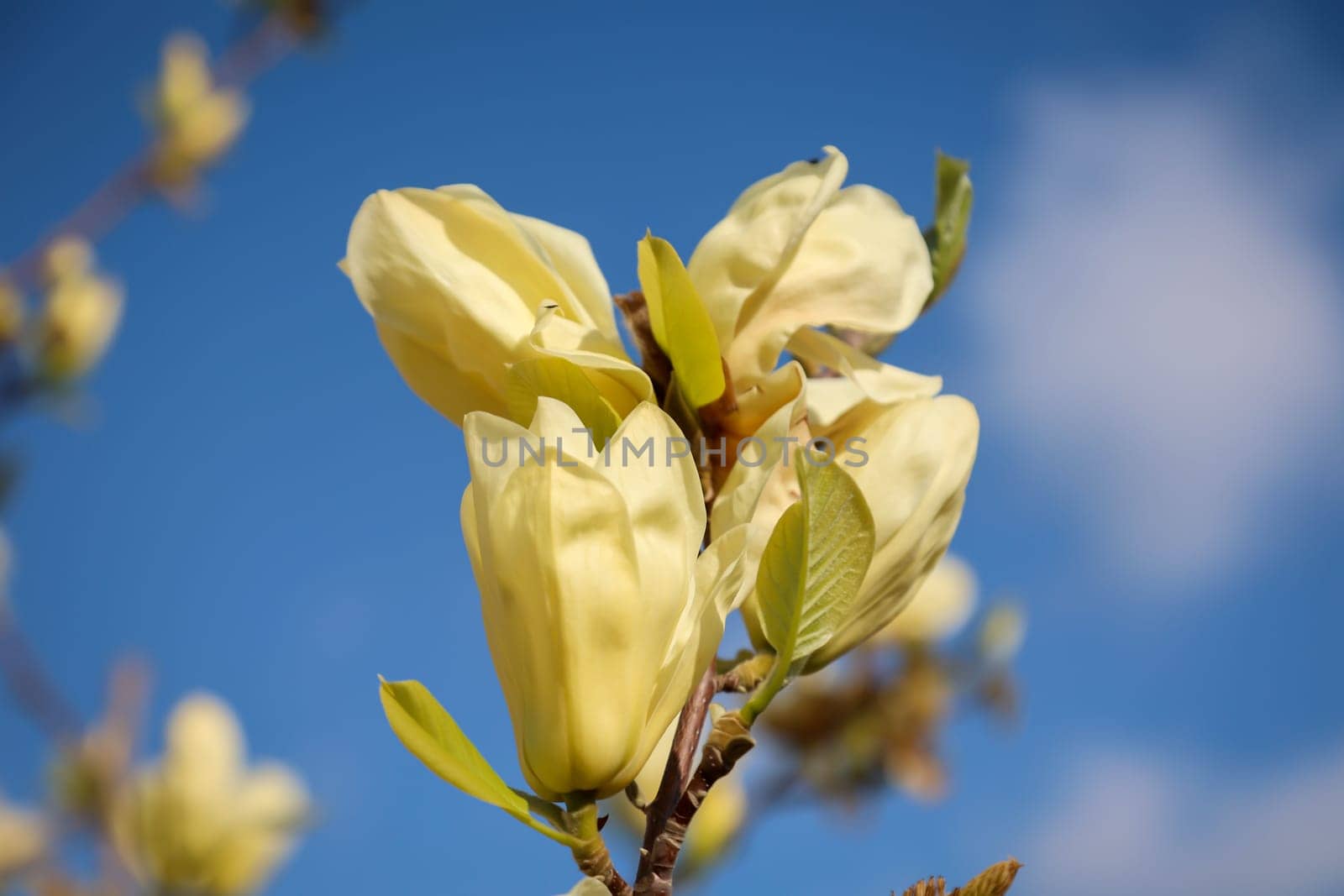 The yellowish flowers of a tulip magnolia in spring.