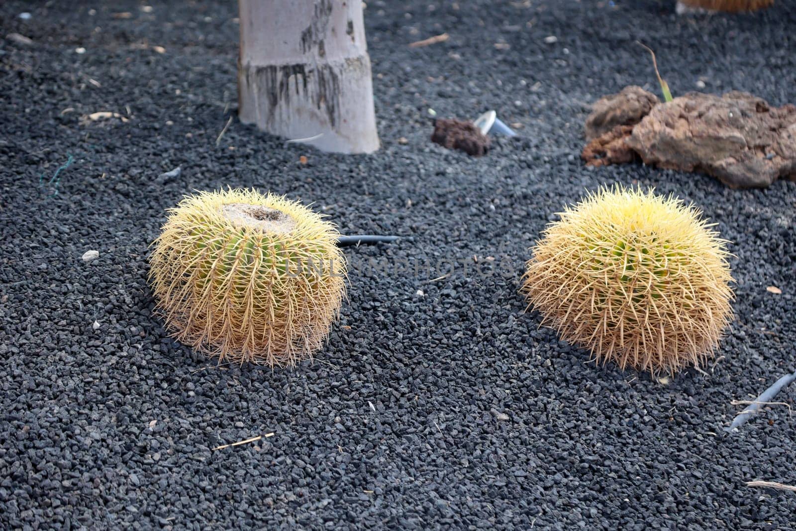 A large round cactus. Sometimes called mother in law chair.
