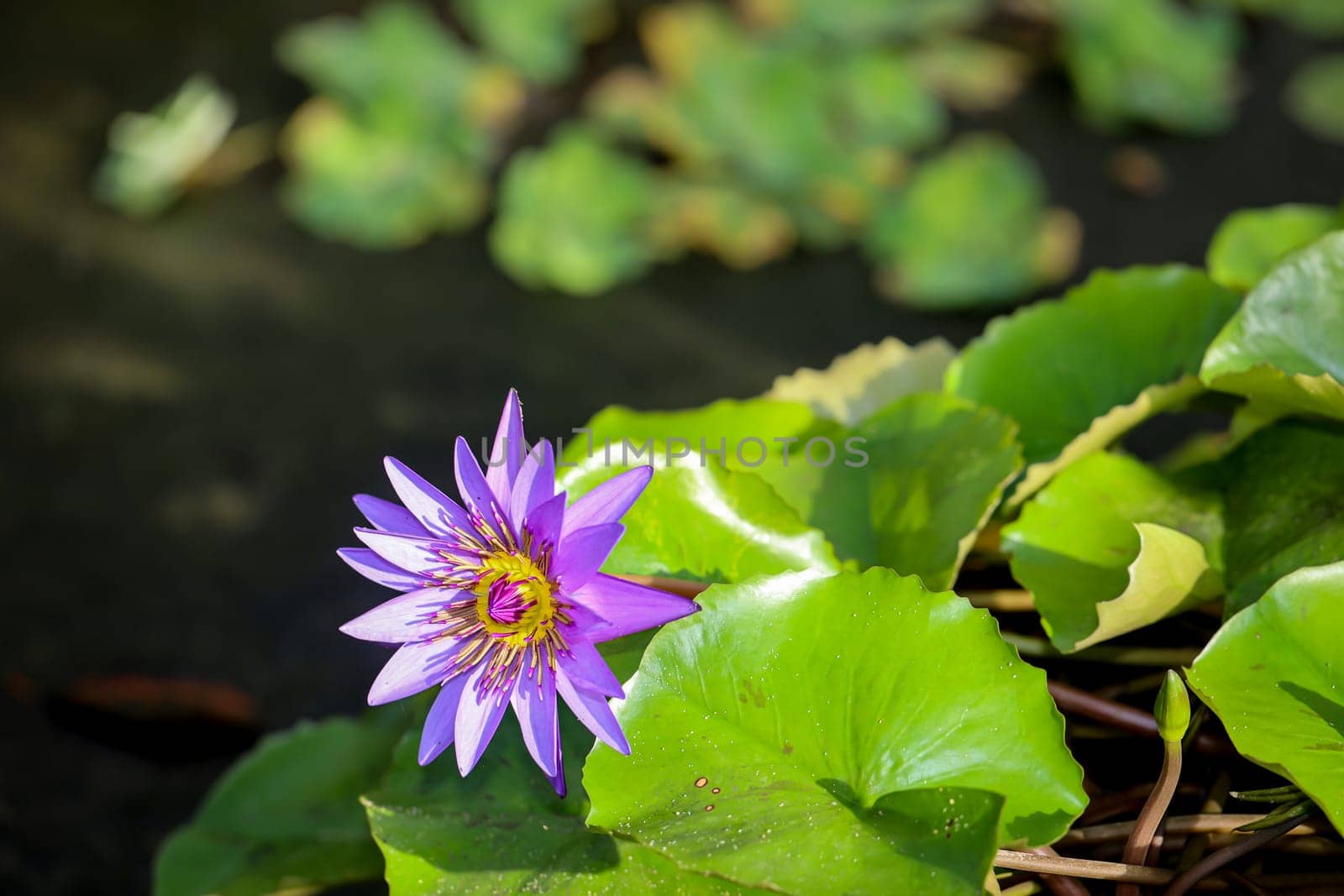 A Blue Egyptian water lily with flower. Mymphaea nouchali var. caerulea.