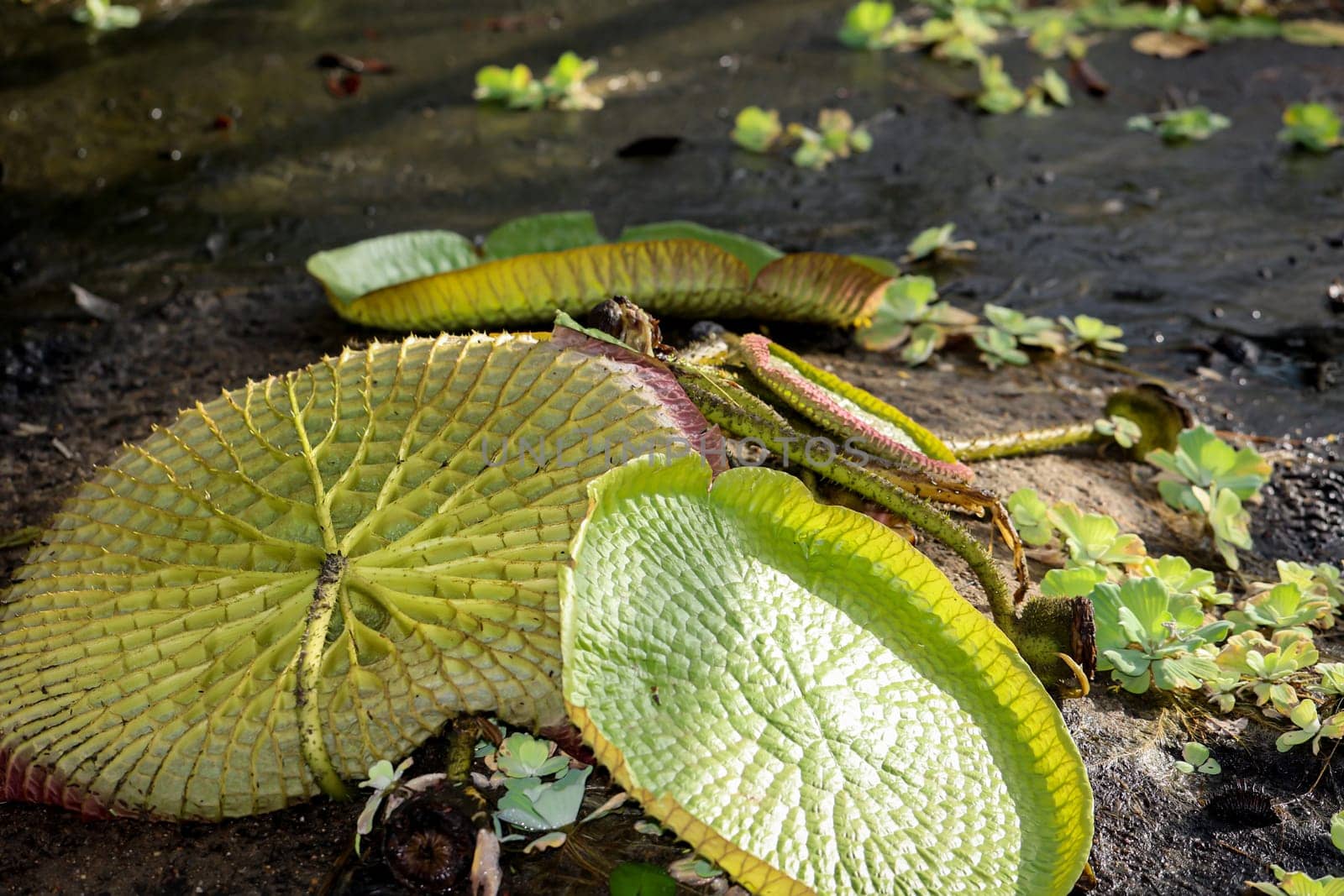 The leaves of the giant water lily (Victoria cruziana) in a pool that has just been drained.