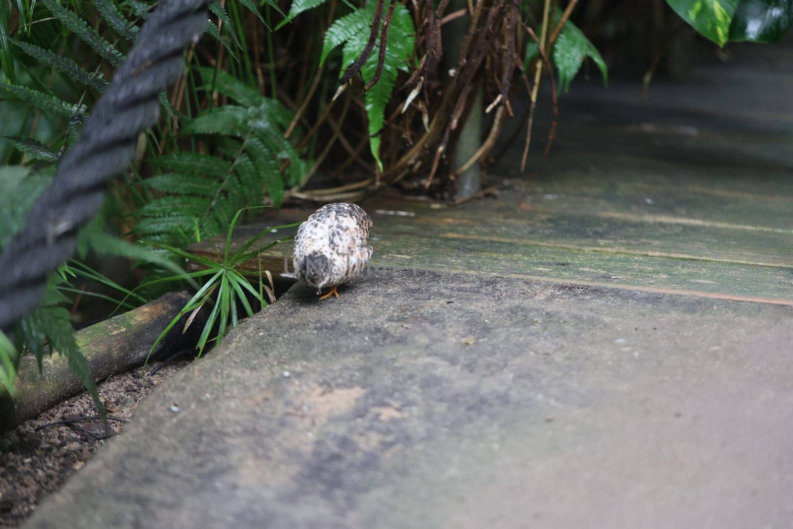 Close-up, portrait of a dwarf quail, a species of pheasant-like (Phasianidae).