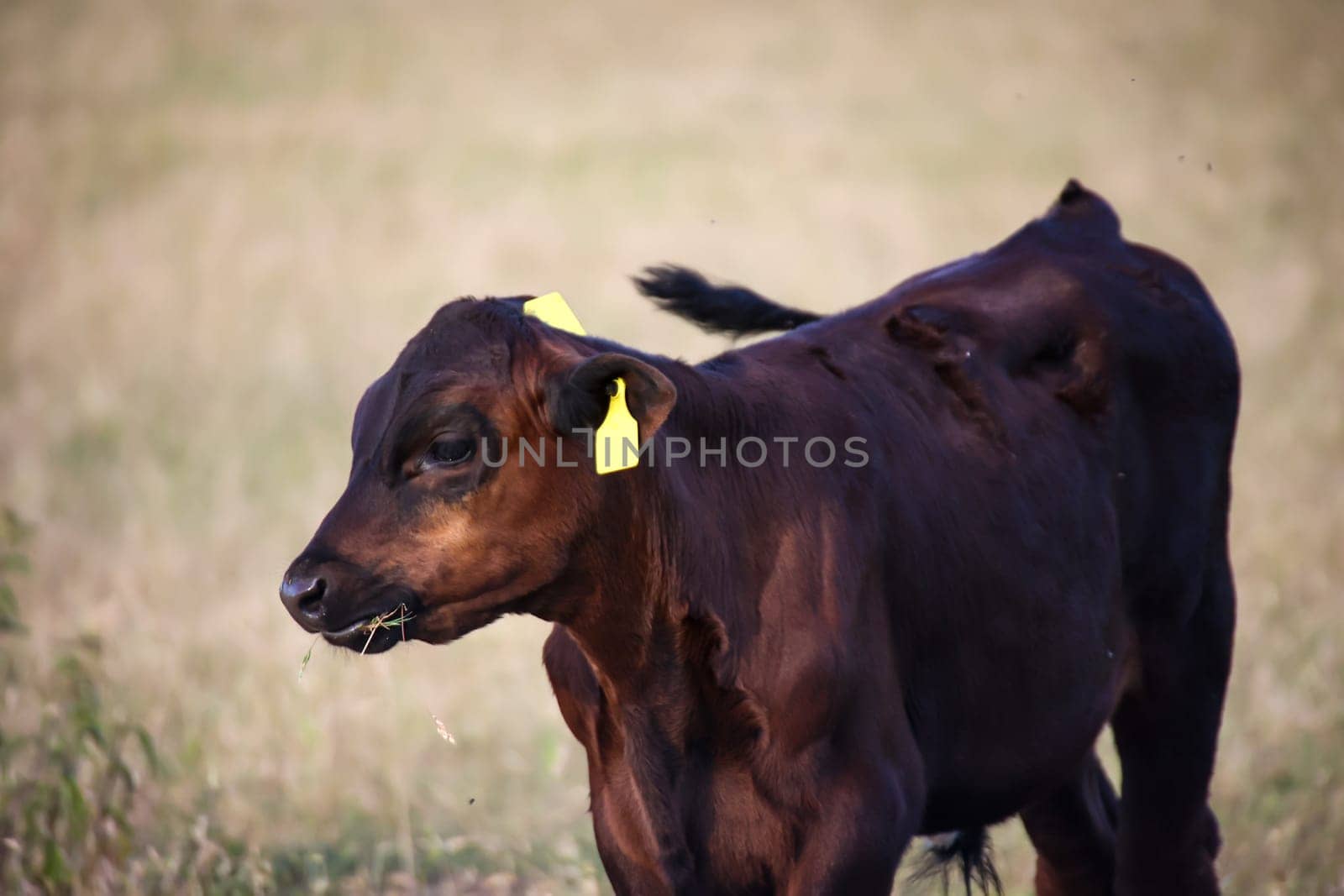 A cow, a calf in a pasture, a meadow.