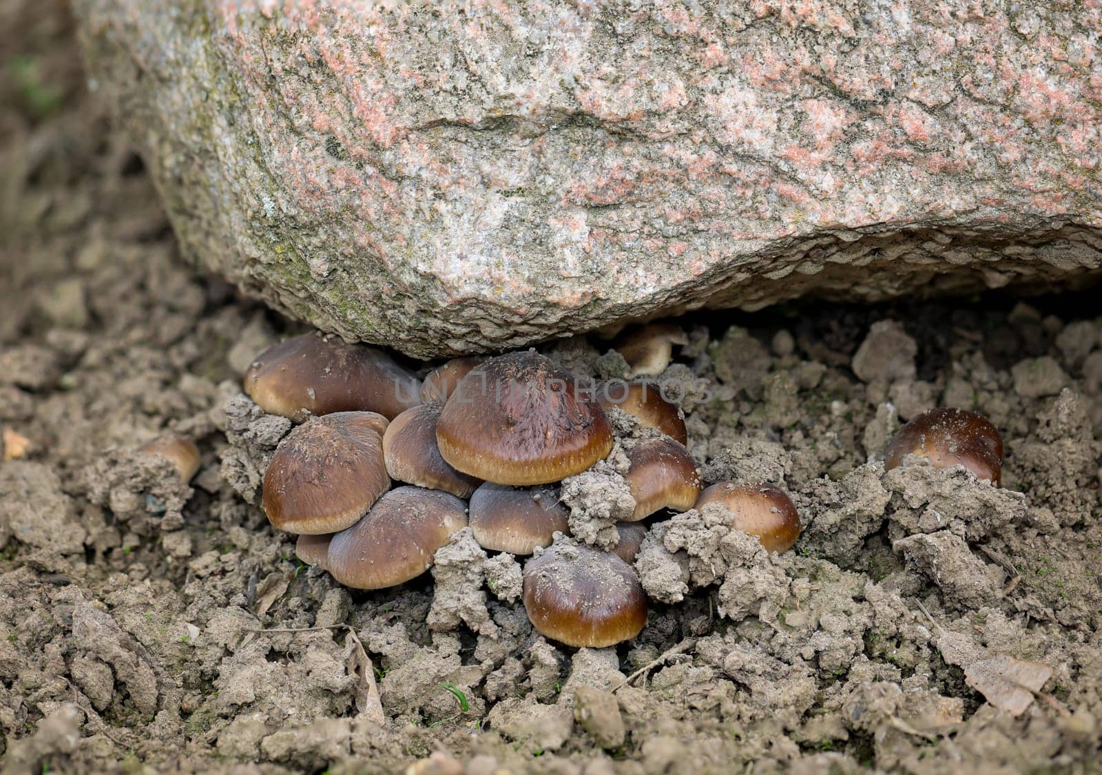 A group of mushrooms with brown hats under a stone.