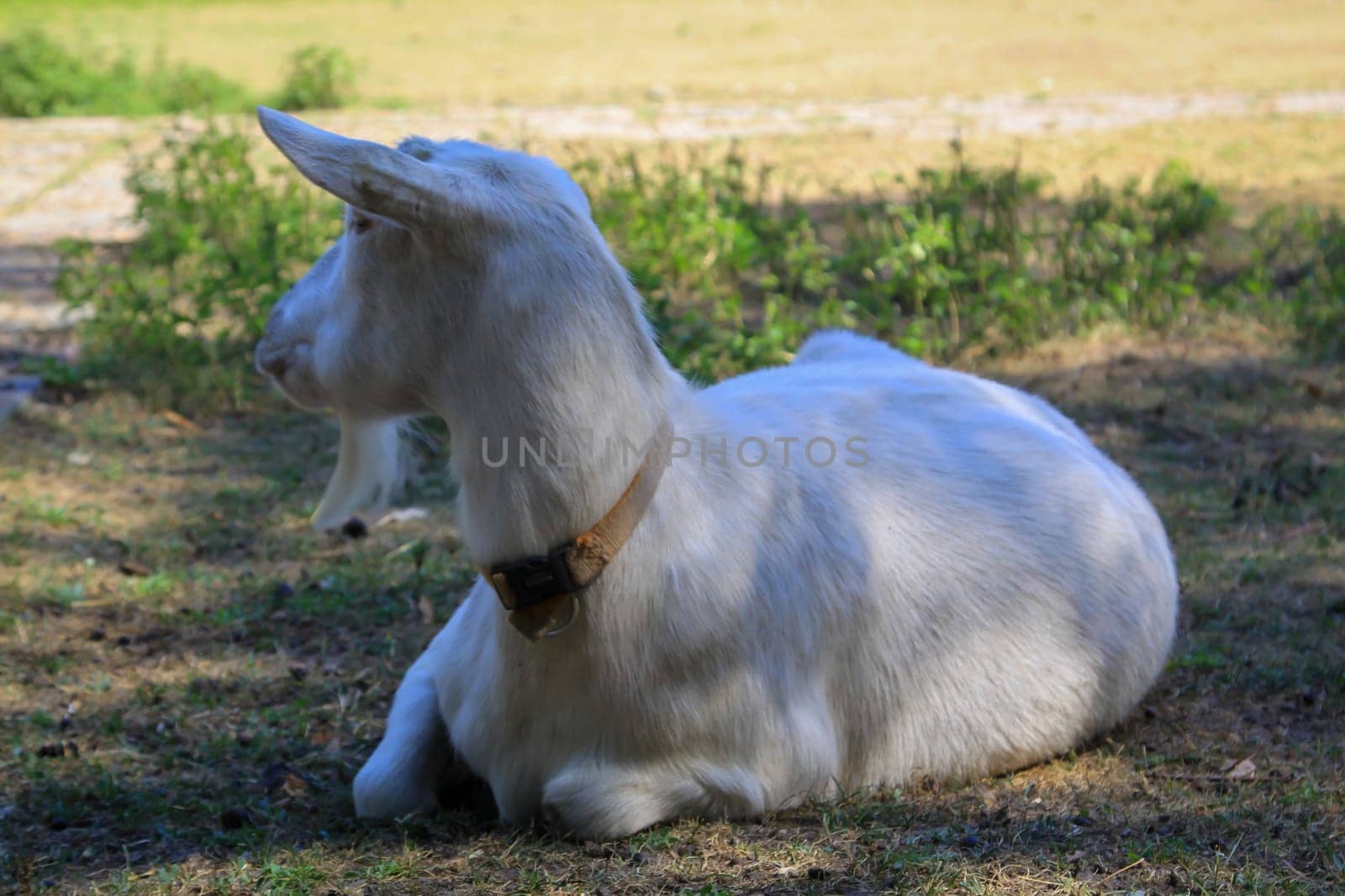 A goat with a collar has made itself comfortable in the shade.