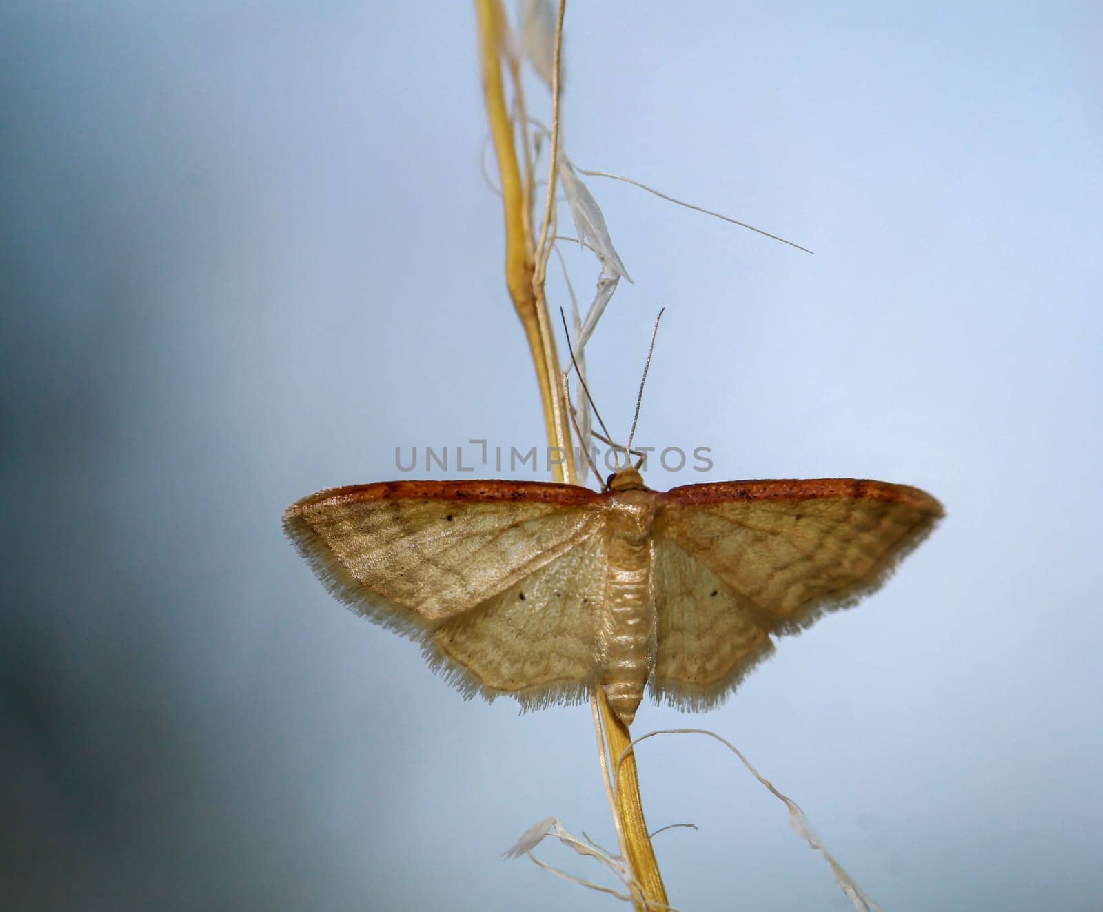 A brown-bordered dwarf moth, Ideaea humilata on a blade of grass.