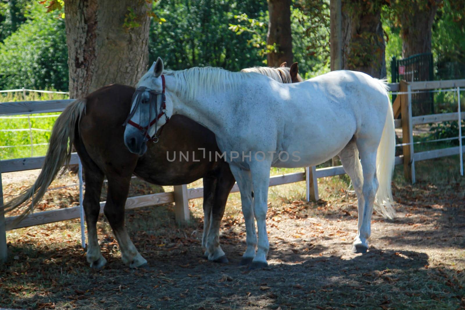 Two horses inside a fence. One white and one dark horse.