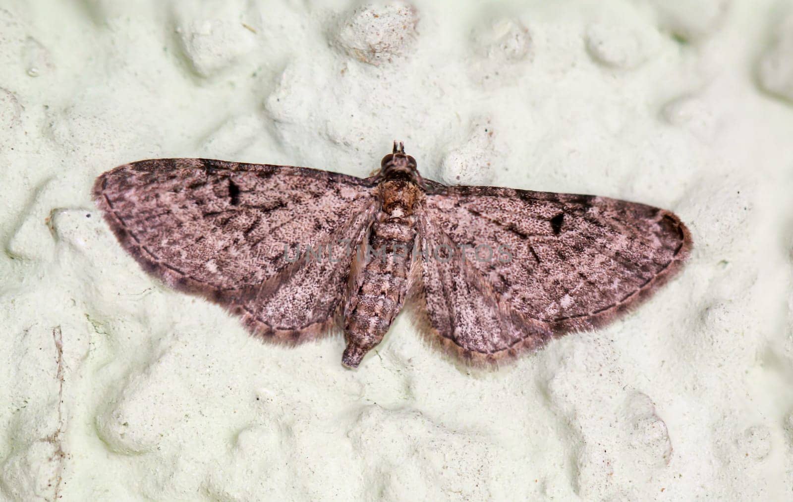 Close-up of a ragwort flower moth (Eupithecia absinthiata) on a wall.