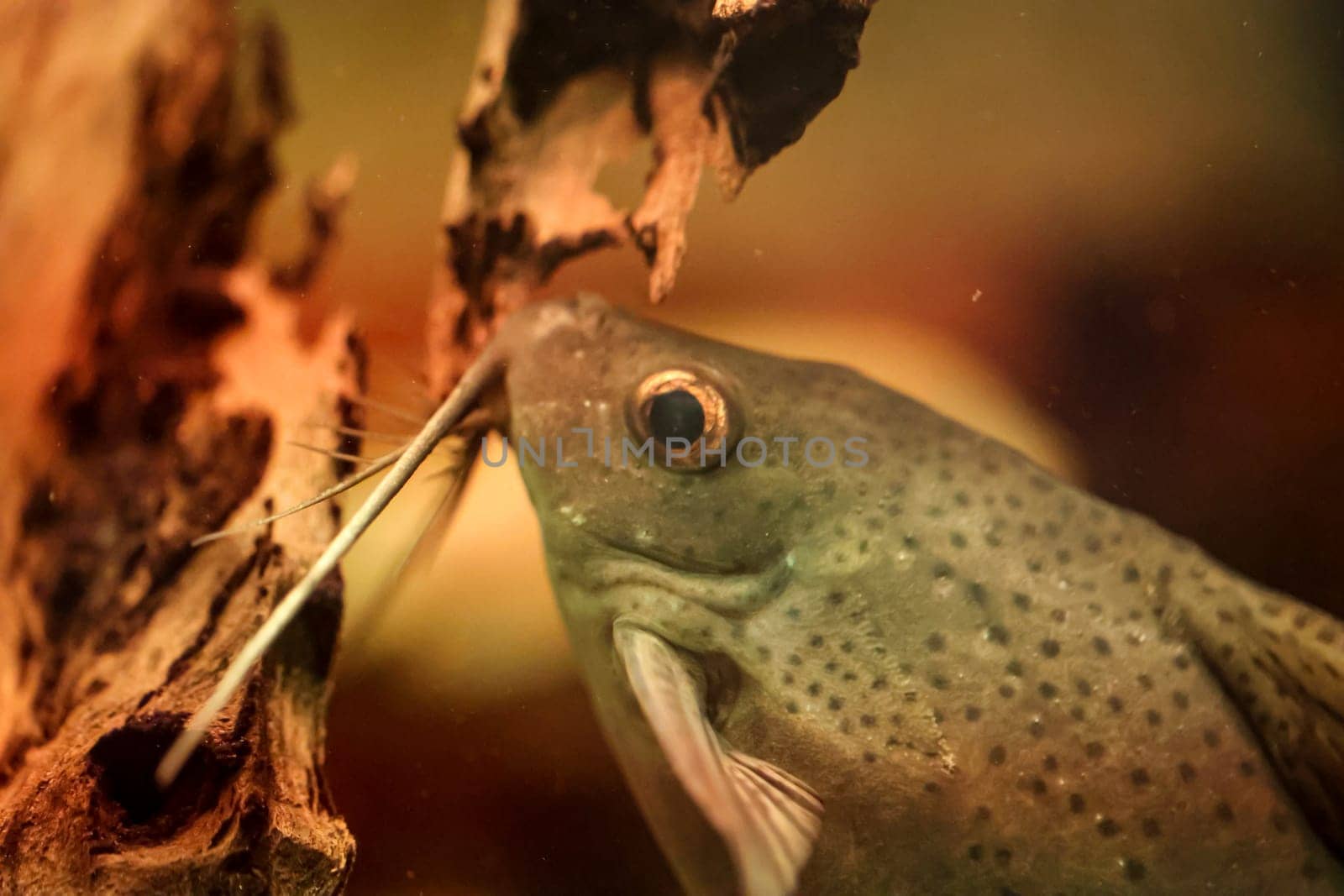 Portrait of a catfish in an aquarium.