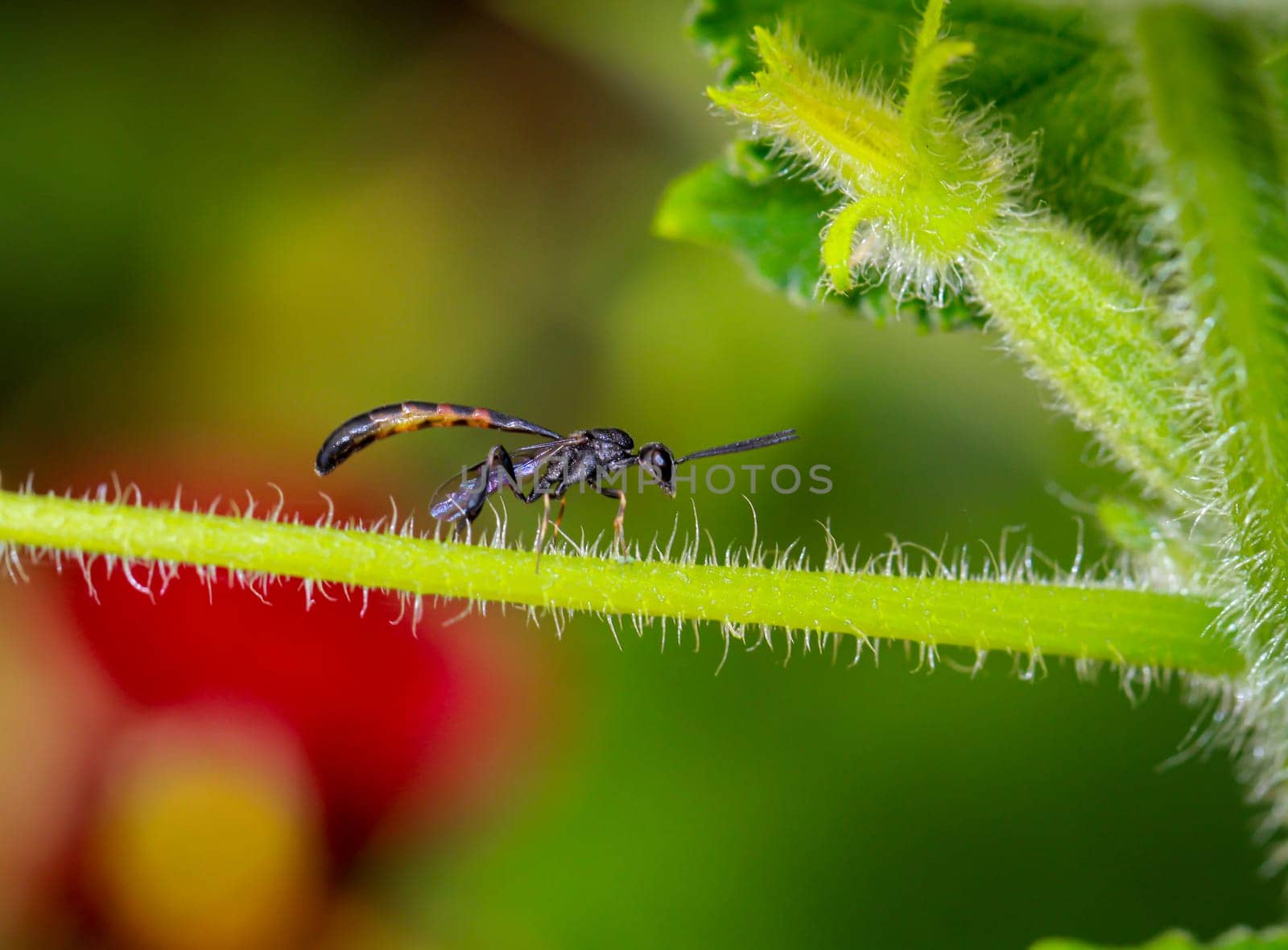 A Tailia wasp on a part of a cucumber plant.