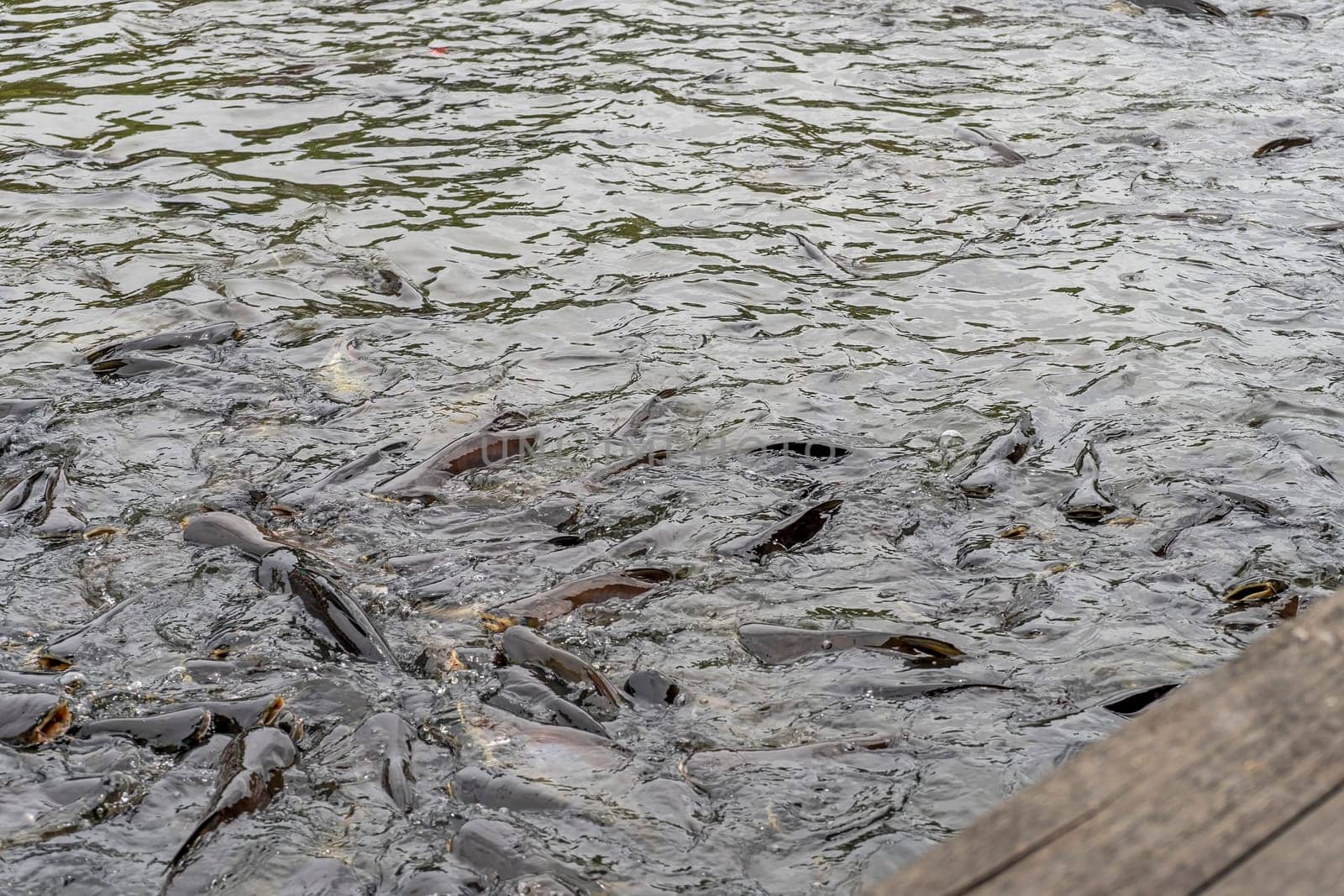Many fish or freshwater fish in the river