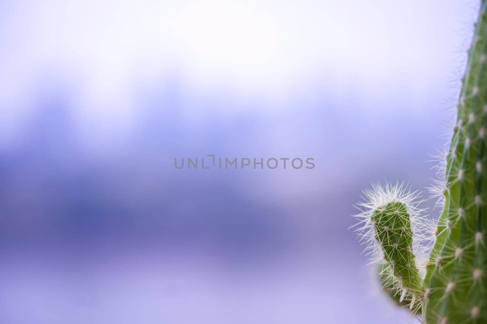 Cactus background and free space copy space