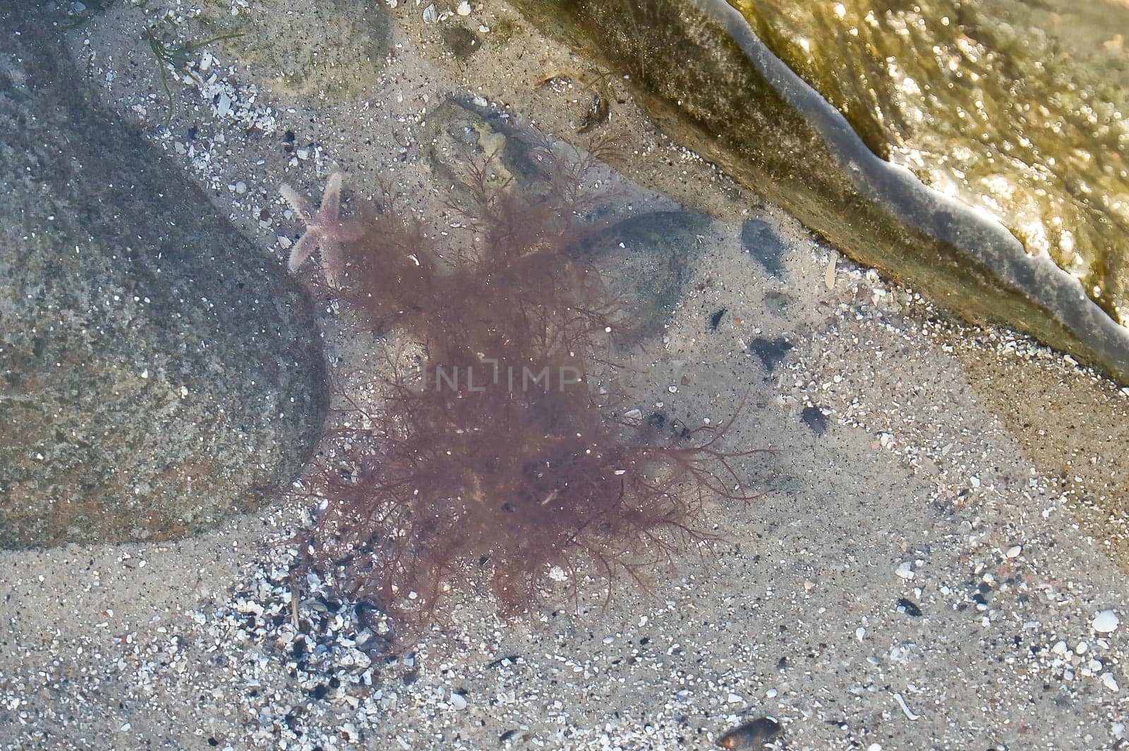Starfish underwater lying in sand in front of sea tank. Marine animal on the coast of Denmark. Animal shot from the sea