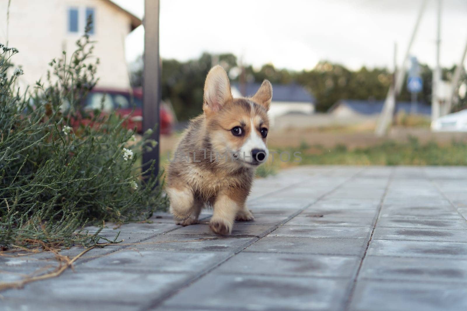Happy little corgi dog running on gray paving stones outdoors on summer day. Purebred dog, pet, domestic animal, beautiful small doggy. Brown fluffy cute puppy walking near house yard.