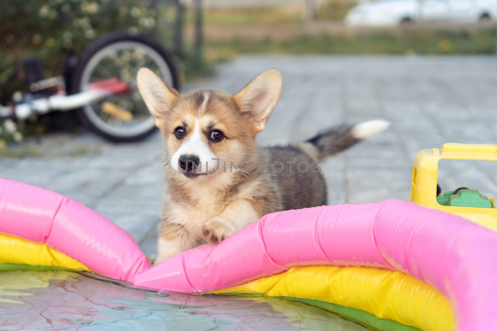 Funny little corgi dog playing with inflatable swimming pool outdoors on summer day. Purebred dog, pet, domestic animal, beautiful small doggy. Brown fluffy cute puppy walking near house yard.