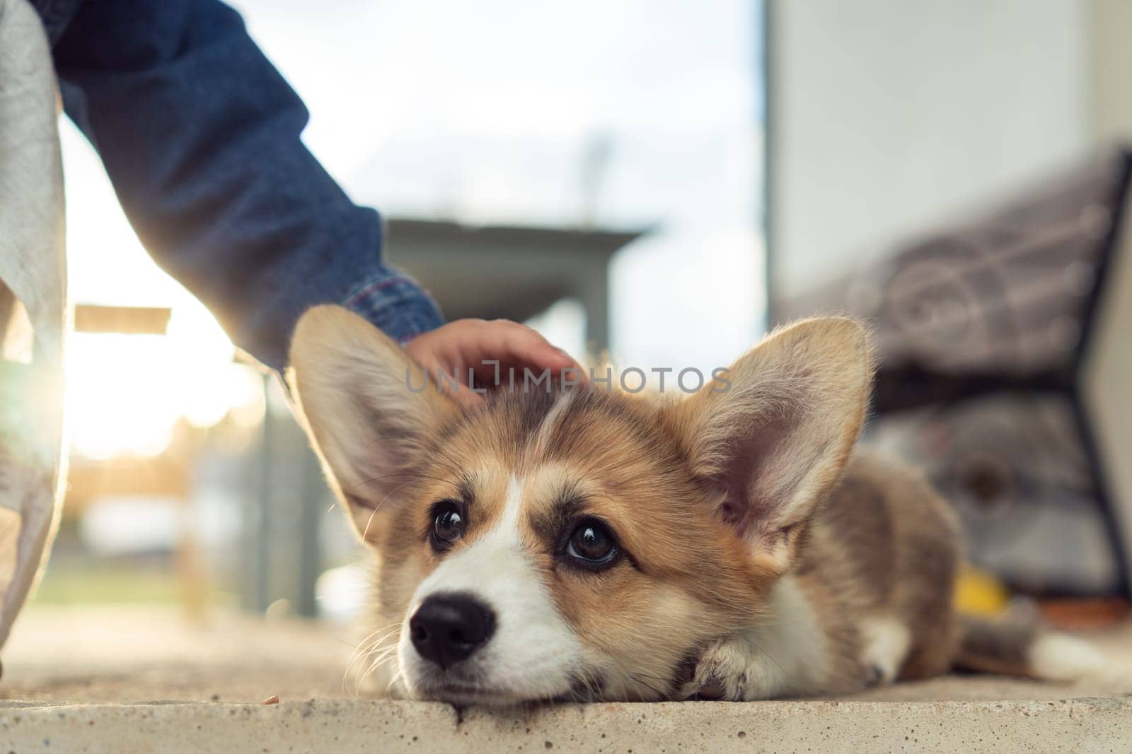 Nice corgi dog lie with head on floor outdoors and look away. Rest on sunset. Closeup photo, selective focus. Purebred dog, domestic animal, beautiful pet. Hand of child caress cute fluffy puppy.
