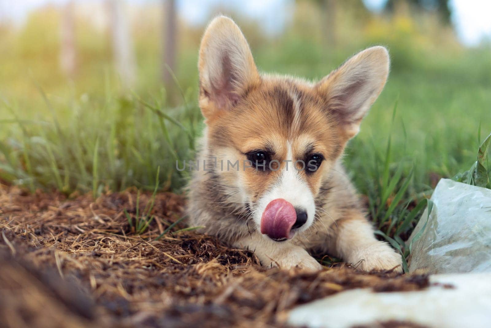 Pretty little corgi dog lying on ground outdoors on summer day and licking face. Closeup photo, selective focus. Purebred dog, pet, domestic animal. Cute fluffy puppy walking on green lawn.
