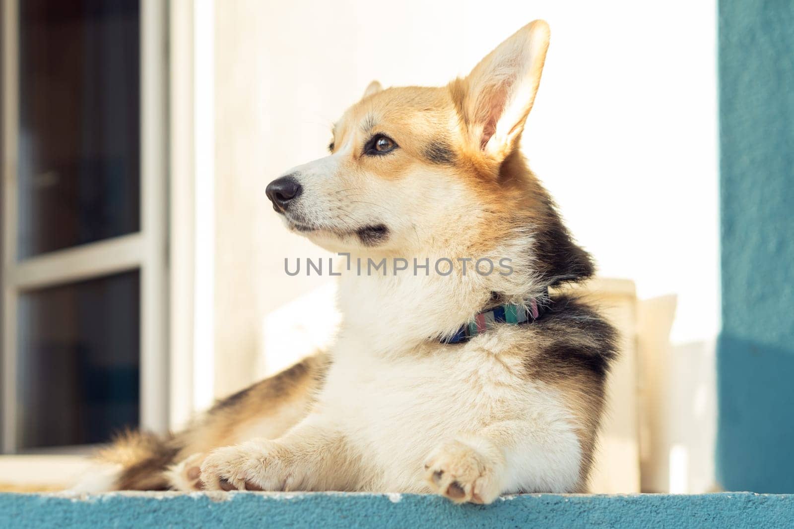 Cute corgi dog attentively look away lying on floor outdoors near house wall, side view. Purebred pet, domestic animal, beautiful dog breed with big prick ears. Groomed fluffy friend relaxing.
