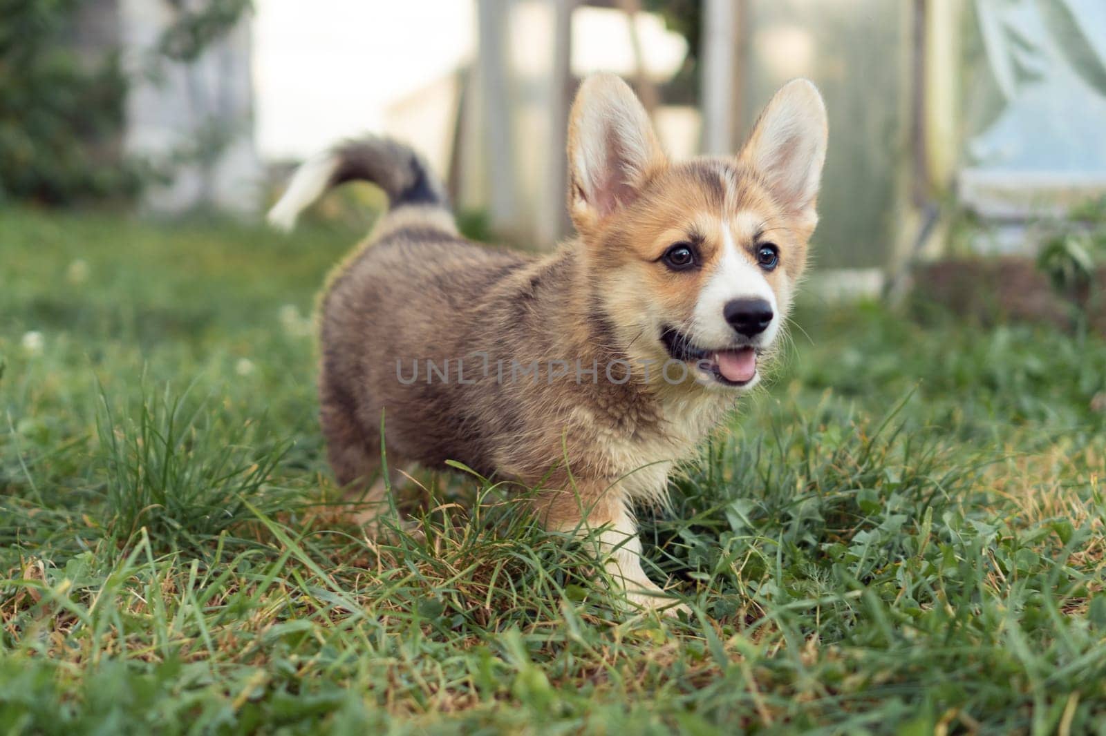 Pretty little corgi dog with tongue out walking outdoors on summer day. Purebred dog, pet, domestic animal, beautiful doggy. Brown fluffy cute puppy walking on green lawn in house yard.