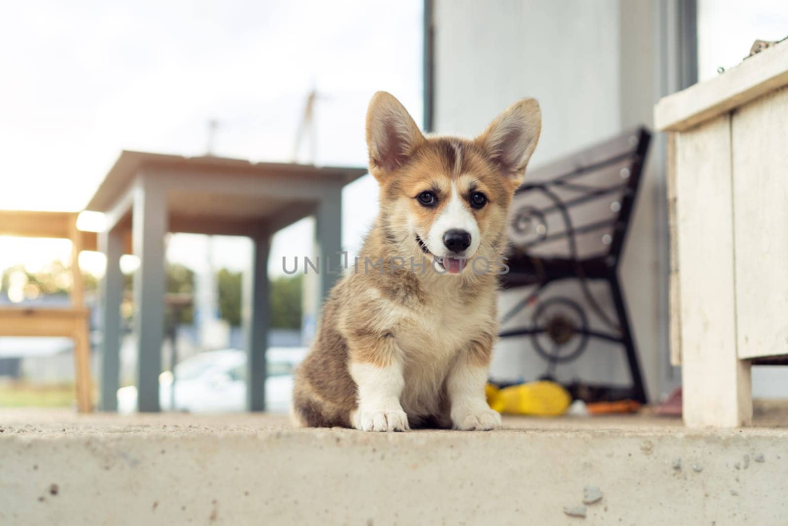 Pretty little corgi dog sitting on floor outdoors. Purebred pet, domestic animal, beautiful dog breed with big prick ears. Groomed brown fluffy puppy resting and walking in house yard.