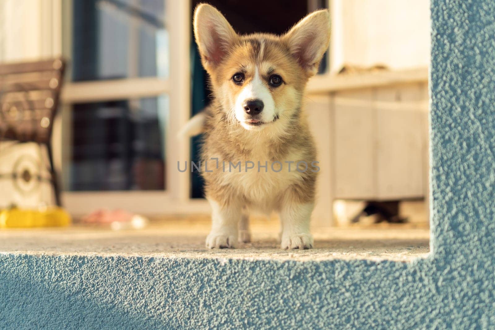 Pretty little corgi dog standing on sunny home terrace outdoors. Purebred pet, domestic animal, beautiful dog breed with big prick ears. Groomed brown fluffy puppy walking in house yard.