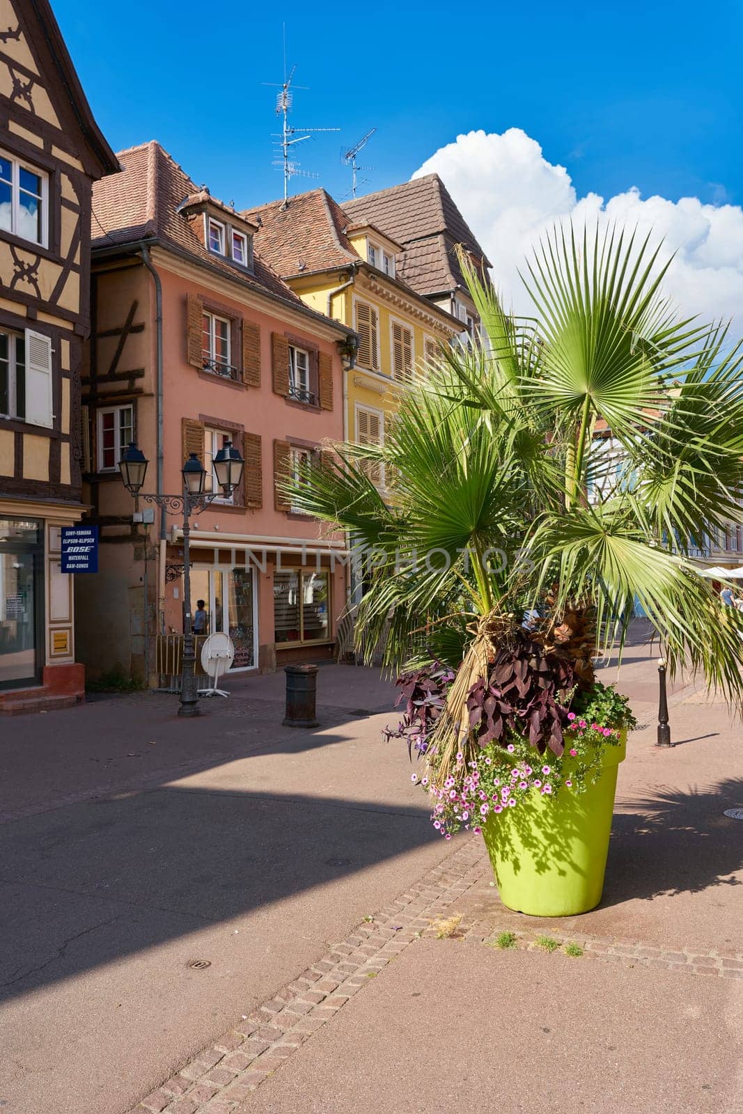 Shopping street in the old town of Colmar in France with a palm tree as decoration in front of a store