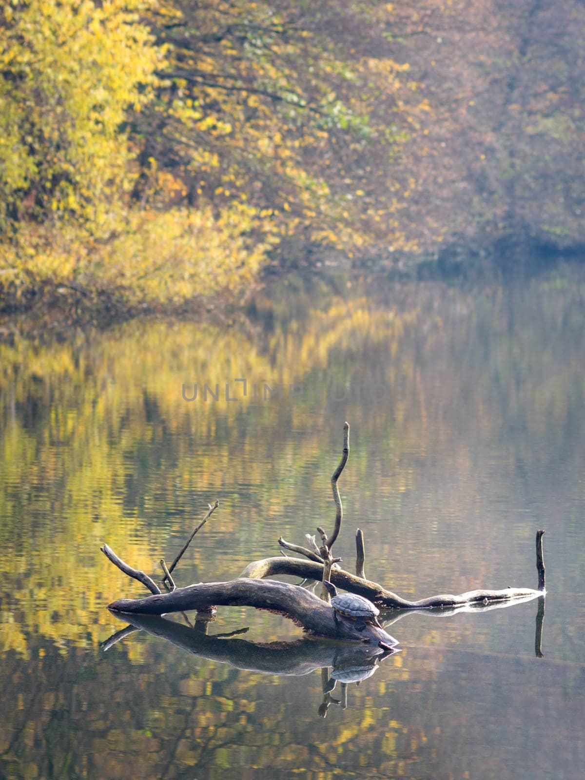 Water turtle on a log in the lake.
