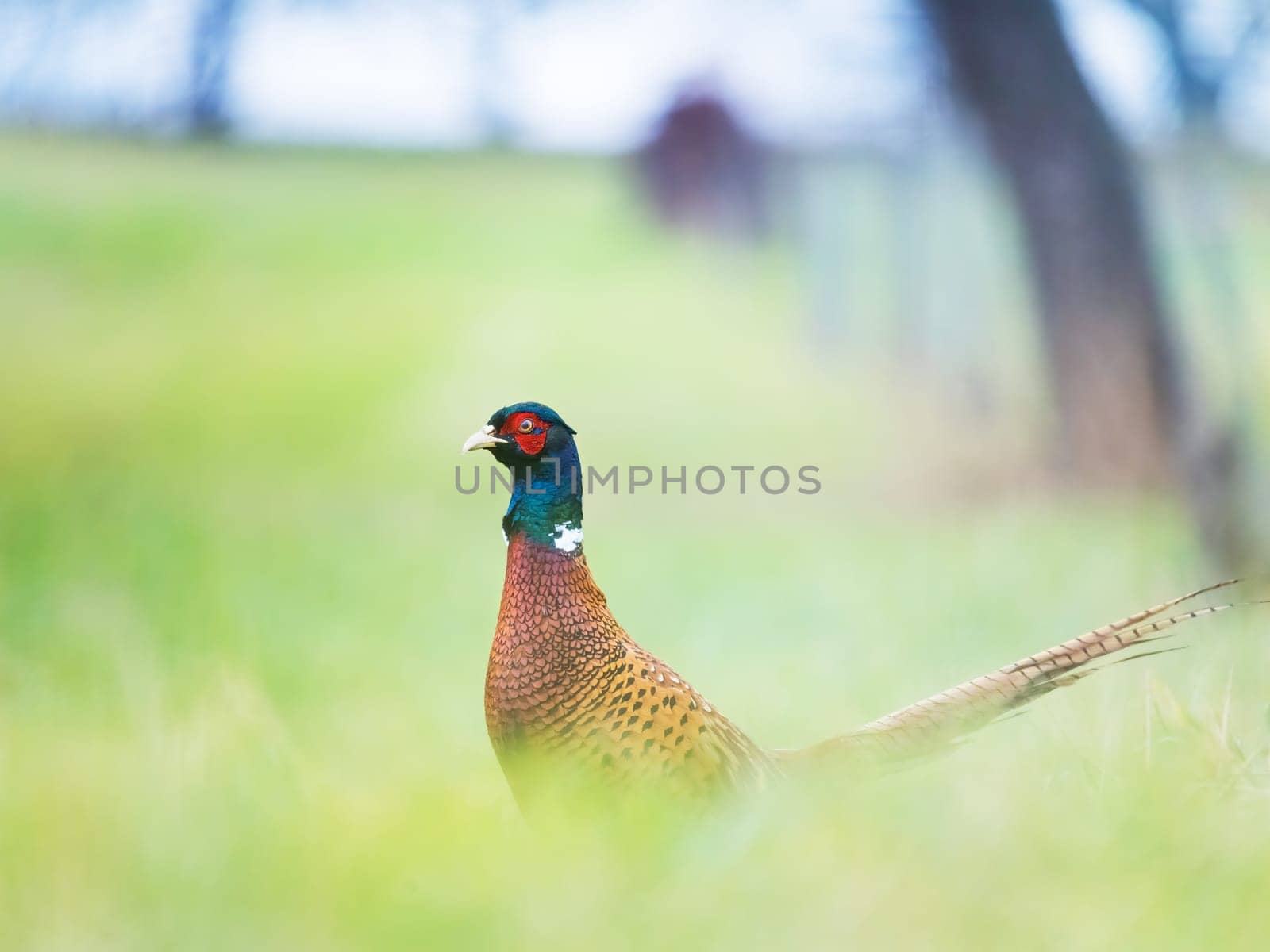 Wild pheasant in a grass
