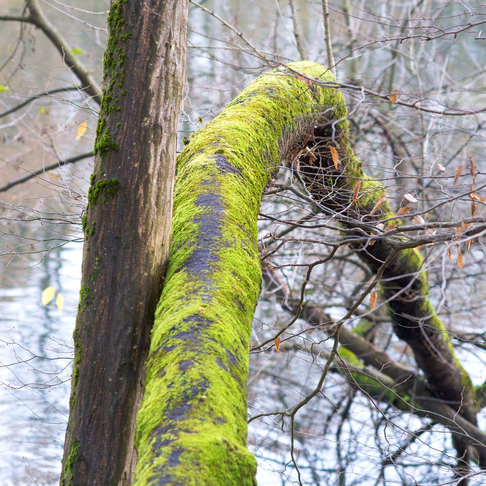 Tree branches covered with moss. Branchy forest in moss. Mossy forest with branchy trees. Mossy tree branches