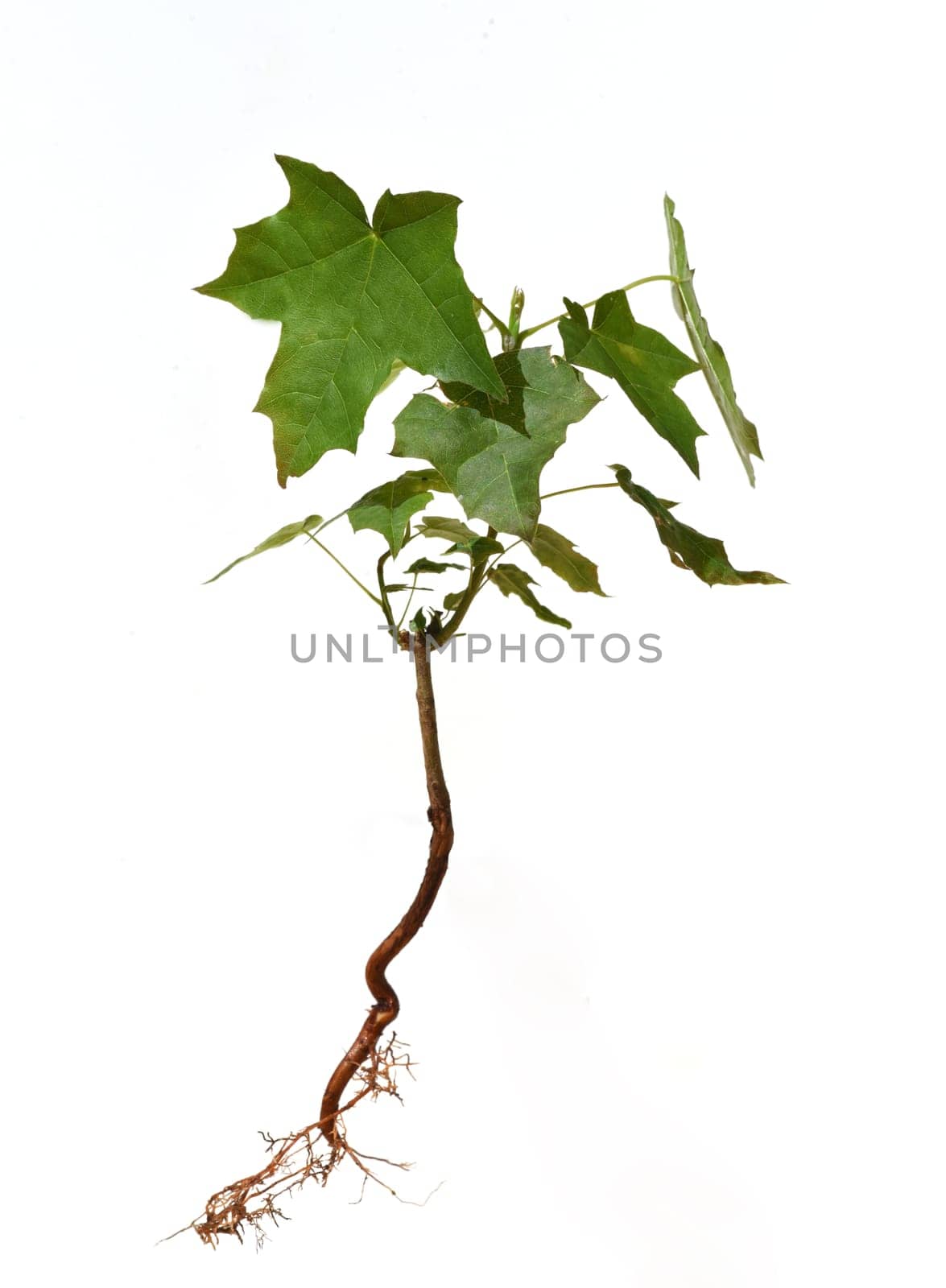 Amber tree,called Liquidambar styraciflua,are trees that attract attention in Germany especially in autumn by their beautiful colored leaves. Sweet gum,called Liquidambar styraciflua,are trees that are particularly noticeable in Germany in autumn because of their beautifully colored leaves