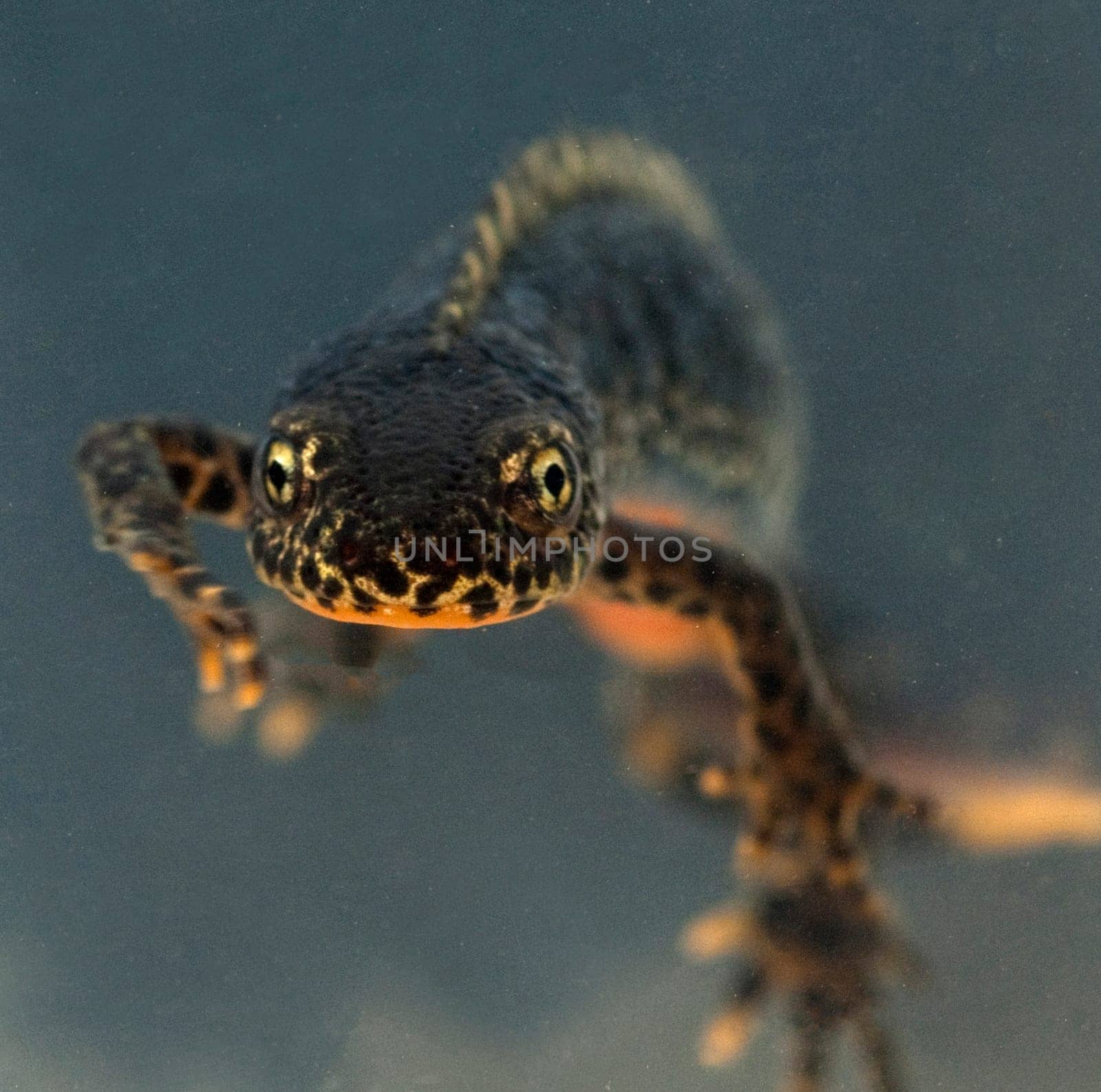 Mountain newt,Ichthyosaura alpestris