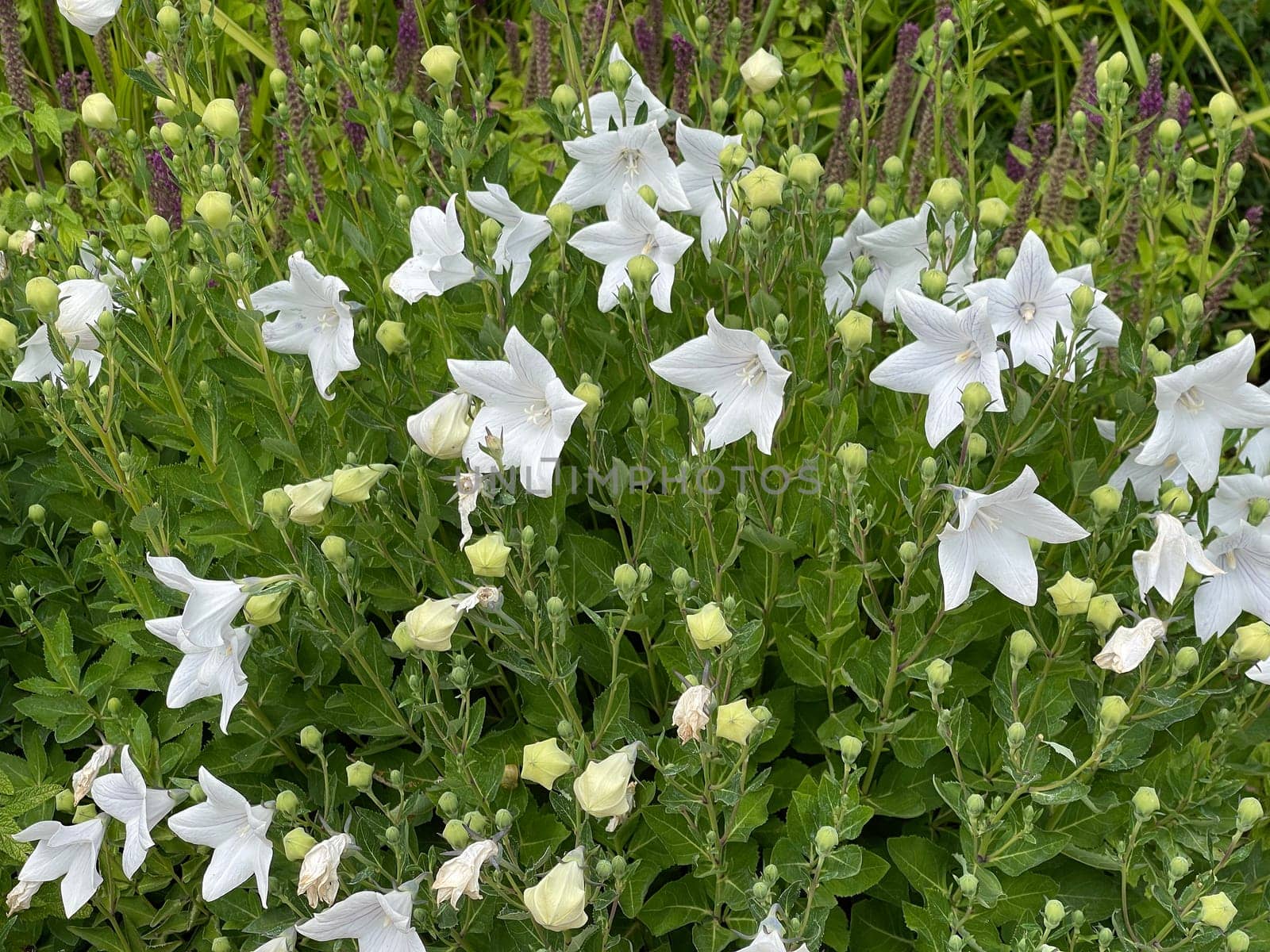 . Balloon flower,Platycodon grandiflorum is an attractive ornamental flower with beautiful blue flowers. Balloon flower,Platycodon grandiflorum is an attractive ornamental flower with beautiful blue flowers.