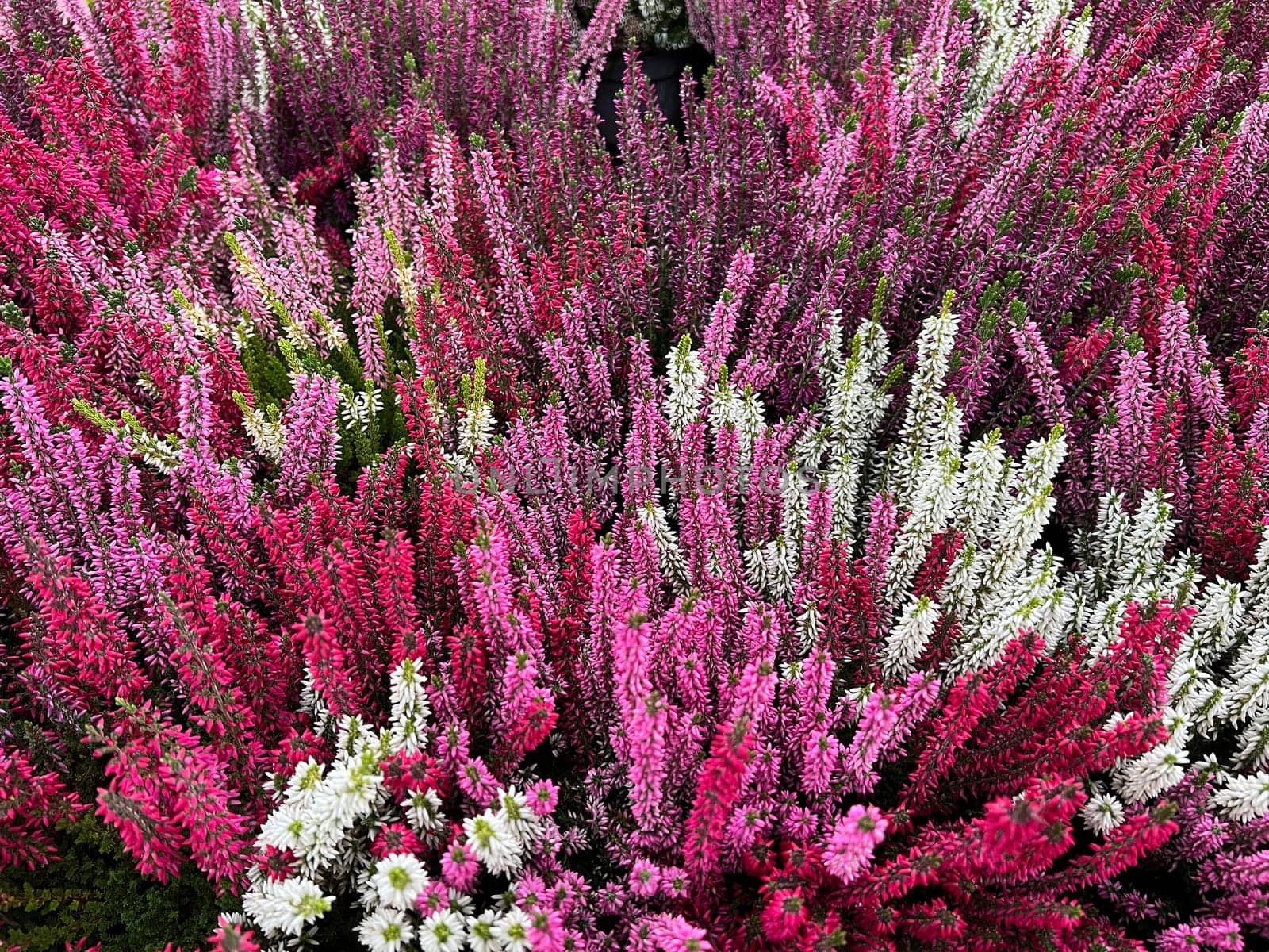 Broom heather,Calluna vulgaris,also called heather,is the only species of the monotypic plant genus Calluna belonging to the heather family. Common heather,Calluna vulgaris,also called heather,is the only species of the monotypic plant genus Calluna,which belongs to the heather family.