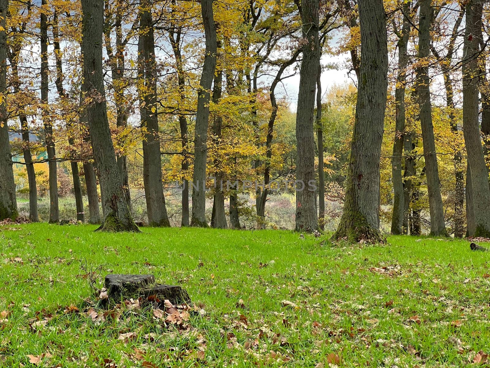 Autumn forest,autumn impression in the forest with colourful leaves. Autumn forest,autumn impression in the forest with colorful leaves.