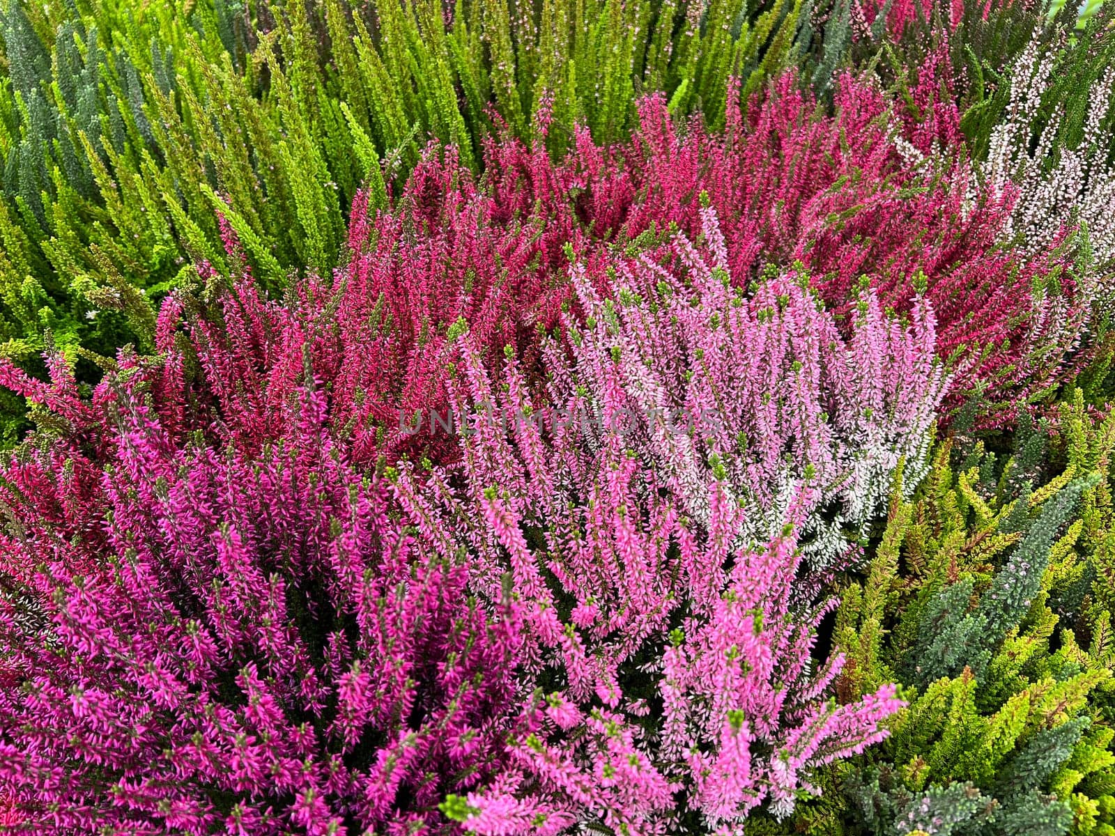 Broom heather,Calluna vulgaris,also called heather,is the only species of the monotypic plant genus Calluna belonging to the heather family. Common heather,Calluna vulgaris,also called heather,is the only species of the monotypic plant genus Calluna,which belongs to the heather family.